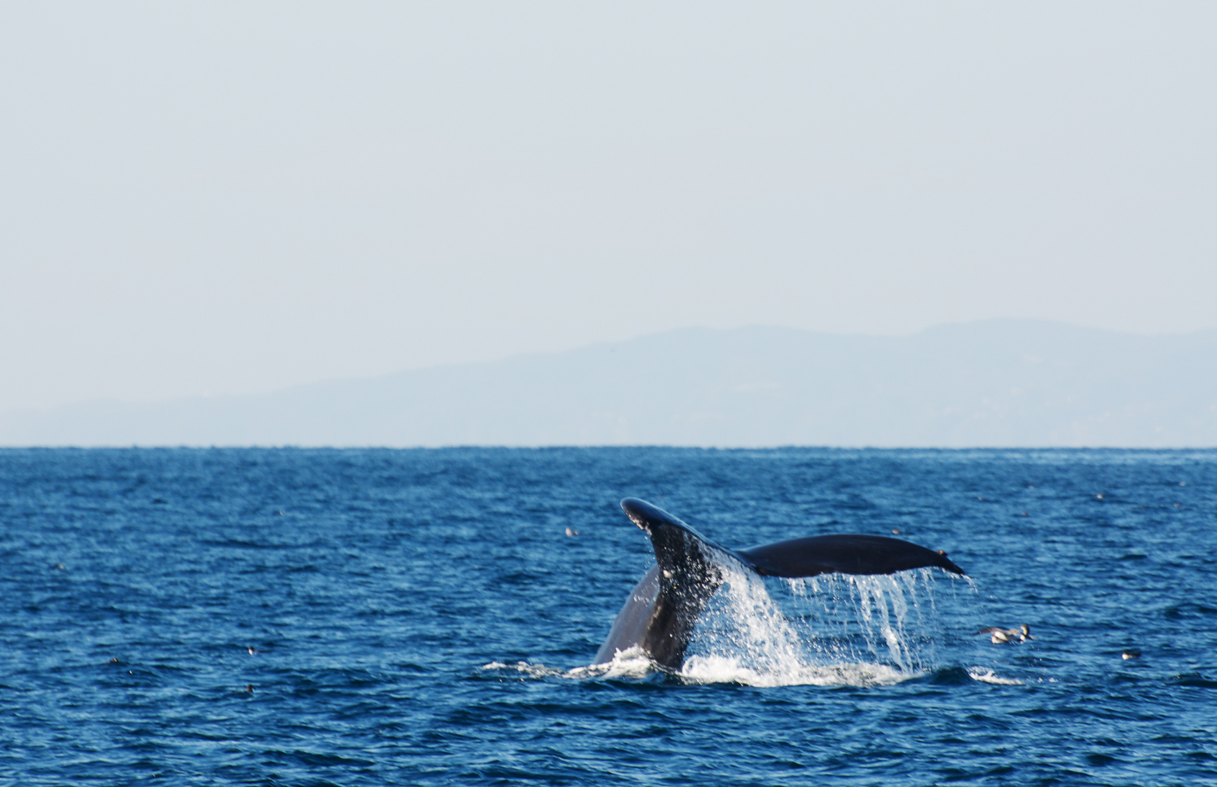 Tailored Whale Watching Package